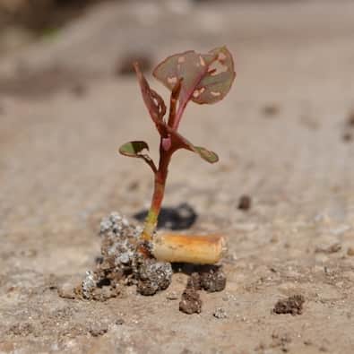 Japanese knotweed shoot re-growth from tiny fragments