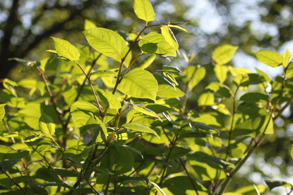 photo of Japanese knotweed in the wild