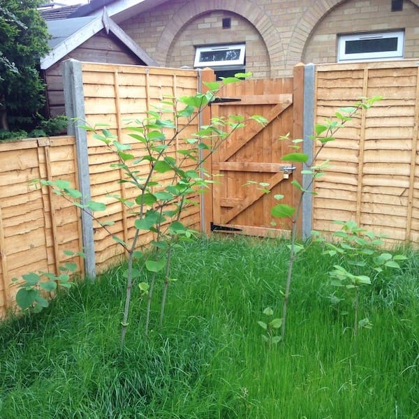 Japanese knotweed tall plant in a graden
