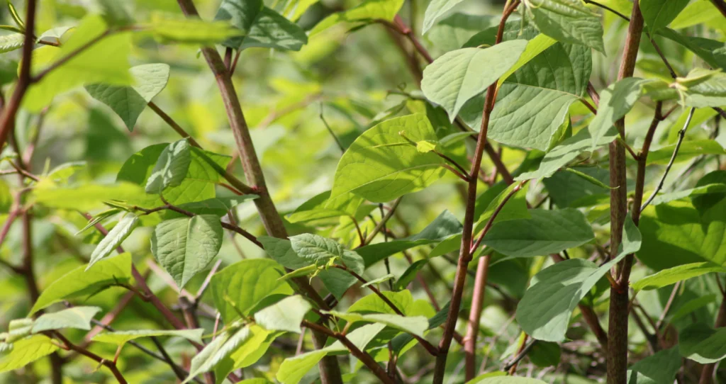 knotweed leaves and stems