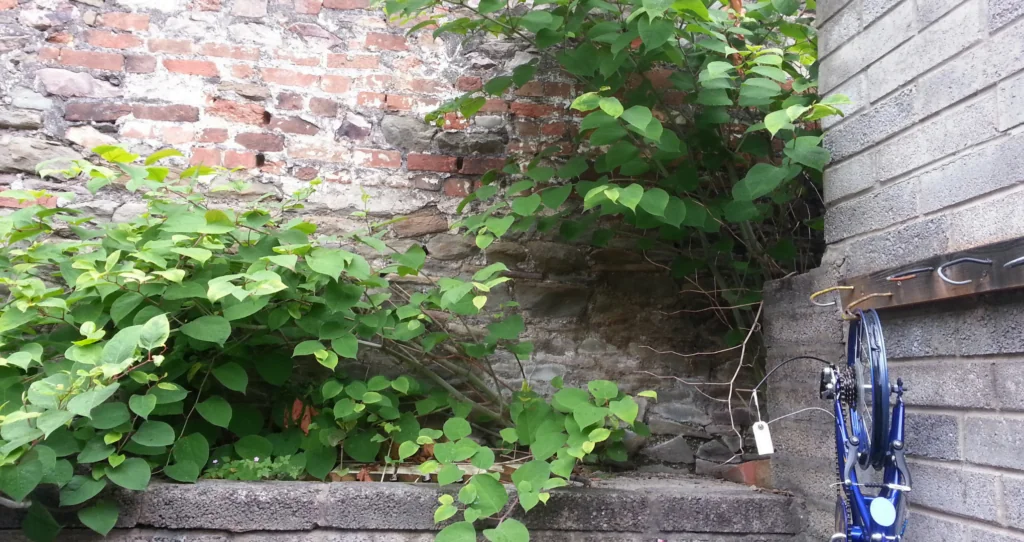 Japanese knotweed plant growing though walls