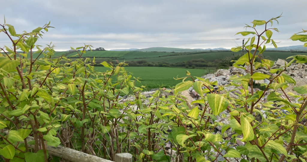 knotweed in the countryside