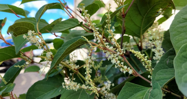 knotweed in flower