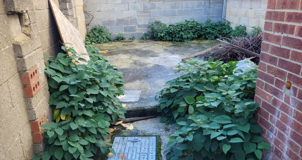 knotweed overtaking garden