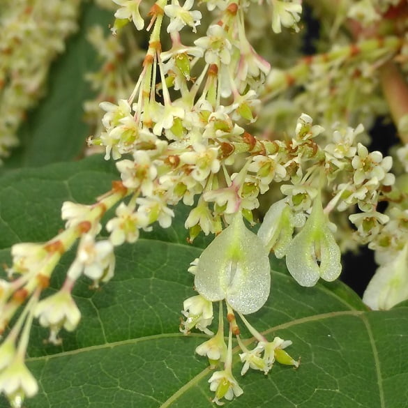 Japanese knotweed seeds - Small, heart shaped winged sterile seeds