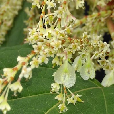 Japanese knotweed flowers and heart shaped seeds pods