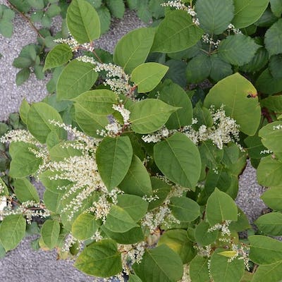 Japanese knotweed flowers forming dense clusters