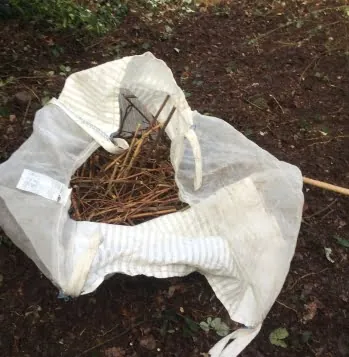 Japanese knotweed rhizome in a bad in Runneymede