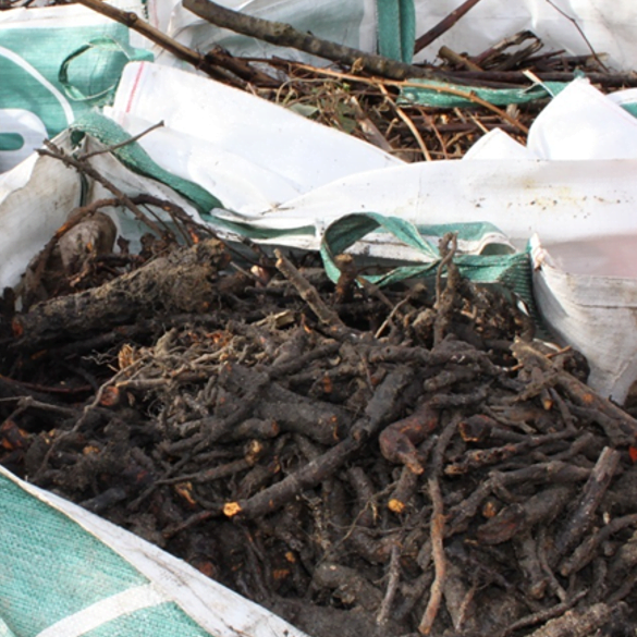 Japanese knotweed rhizome bagged up on a residential site in Suffolk