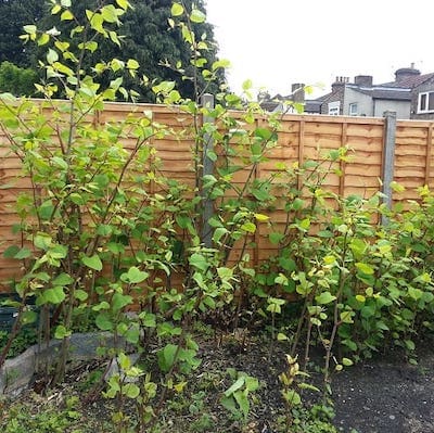 Japanese knotweed growing up to 10cm a day on a residential site