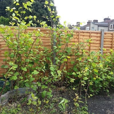 Japanese knotweed growing up to 10cm a day on a residential site