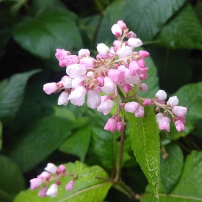 close up on a Japanese knotweed species with pink bell shaped flowers