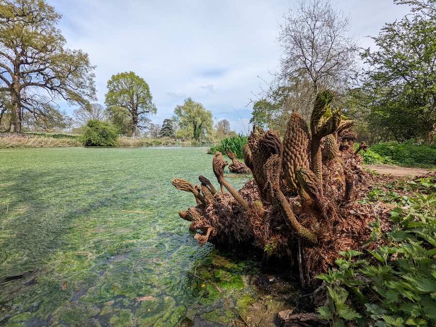 A close up of Gunnera Tinctoria or Giant rhubarb growing next to a river