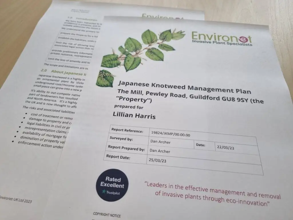 Japanese knotweed management plant