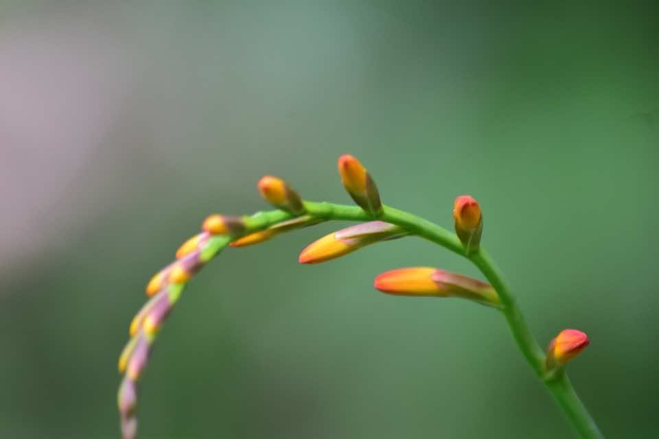 start of montbretia flowers