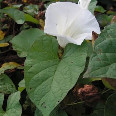 Close up on Bindweed white trumpet flower