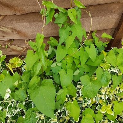 A closer look at Bindweed leaves