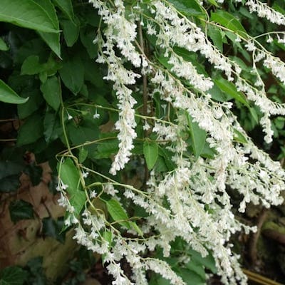 Close up on Russian vine, a close relative to Japanese knotweed, which also has white flowers