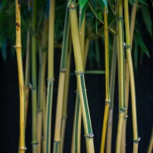 close up of phyllostachys
