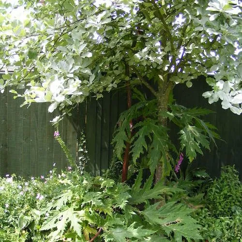 close up on Giant hogweed growth