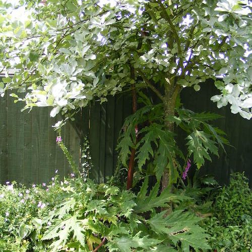 Close up on Giant hogweed growth