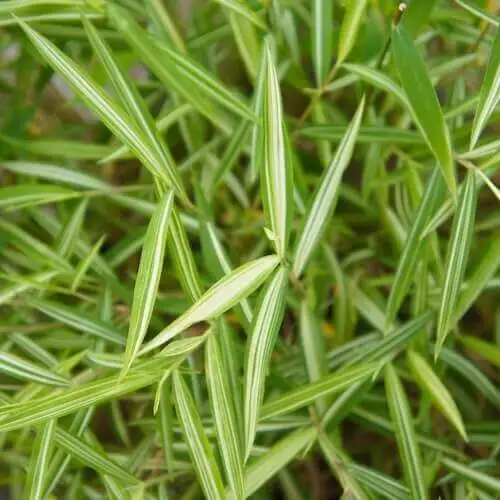 Close up on pleioblastus