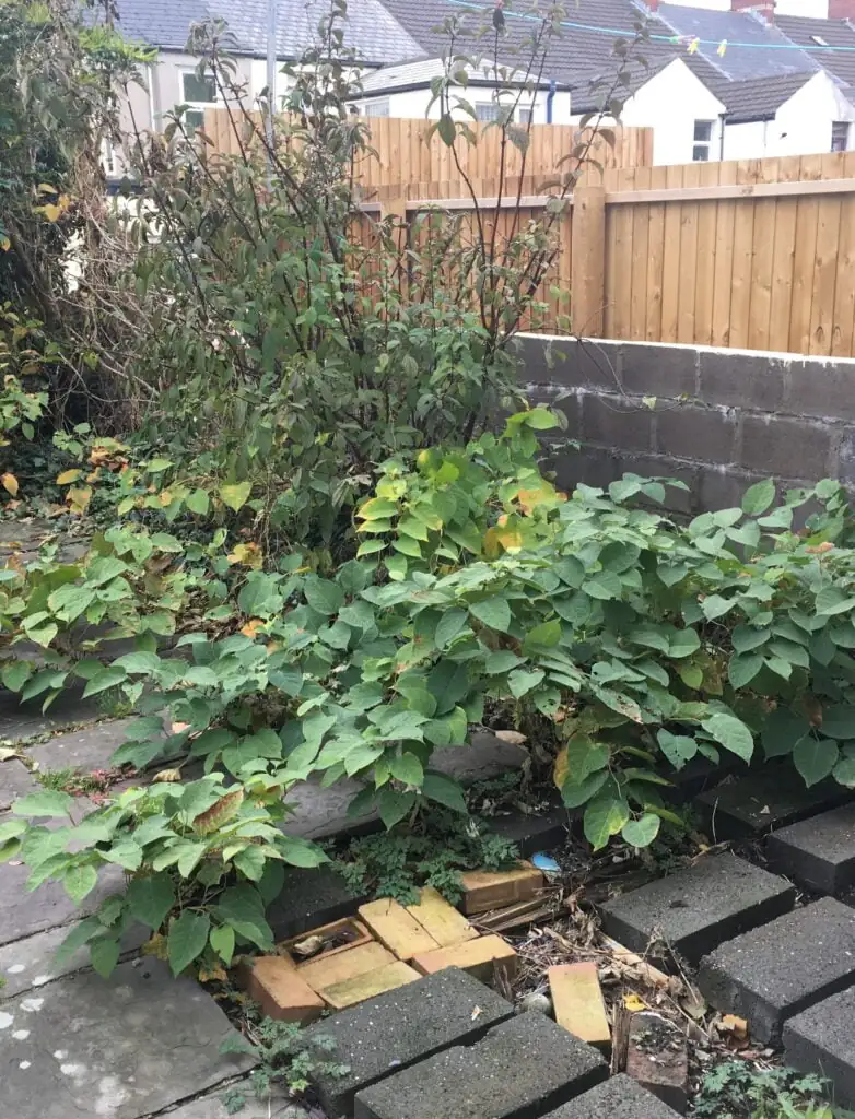 Japanese knotweed growing through paving in residential garden