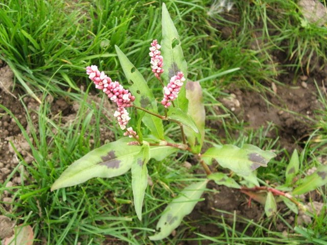 Redshank persicaria maculosa, a plant that looks like Japanese knotweed