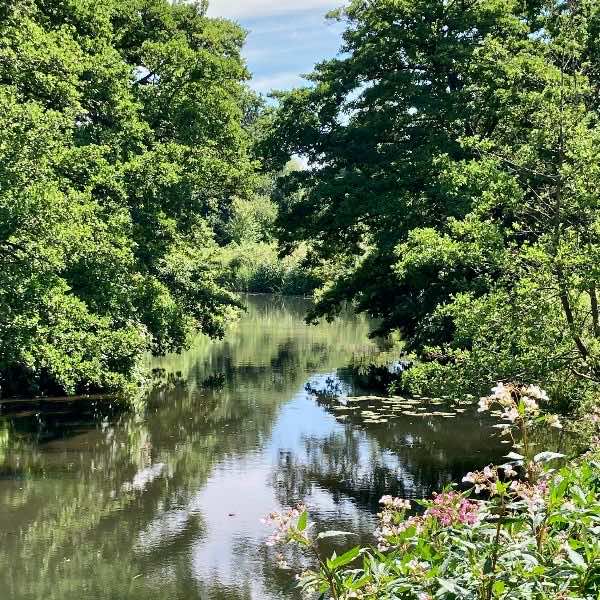 Himalayan Balsam growing near a river