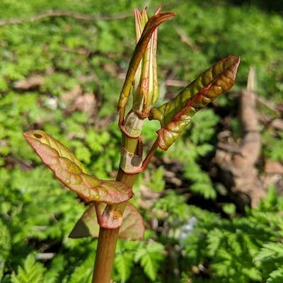 Japanese knotweed shoots with leaves gradually unfurling into green shield shapes from alternate stems