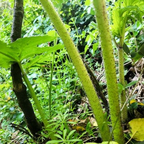 Giant hogweed stems
