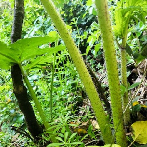 Closed up on Giant hogweed splotched stems