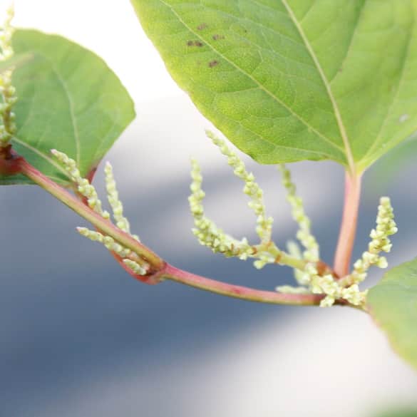 Budding Japanese knotweed white flowers