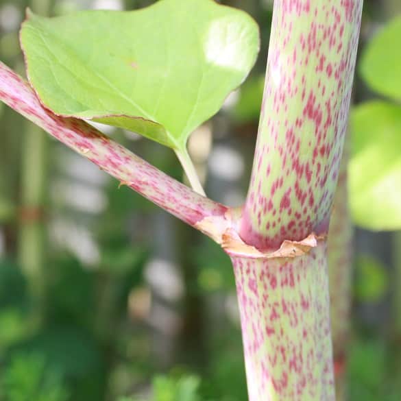 Close up on a mature Japanese knotweed cane looking greener with speckles