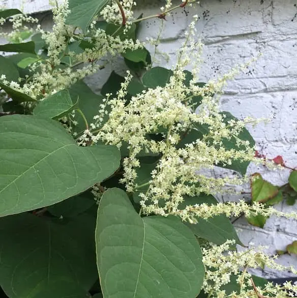 Japanese knotweed flowers - Clusters of creamy white flowers in late summer