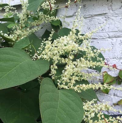 Close up on Japanese knotweed white flowers forming clusters