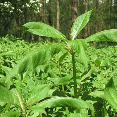 close up on a Himalayan Balsam plant in the wild