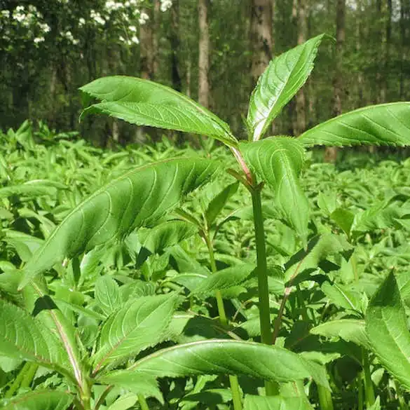 Close up on Himalayan balsam leaves