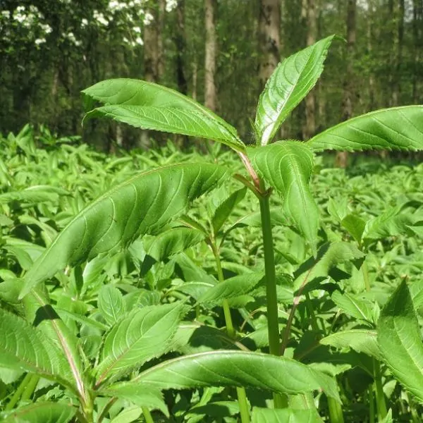 Close up on Himalayan Balsam leaves