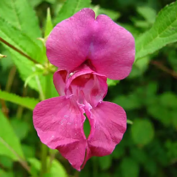 close up on a Himalayan Balsam purple flower