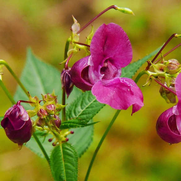 Close up on Himalayan Balsam purple flowers