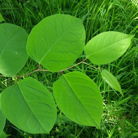 Japanese knotweed leaves - Bright green shield or shovel shaped leaves that form a zig-zag shape on the stem