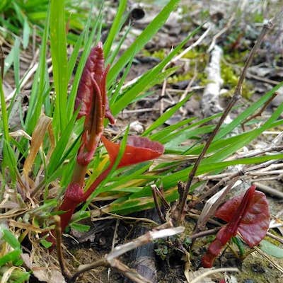 Japanese knotweed shoots emerging with red stems and foliage following cutting or herbicide treatment