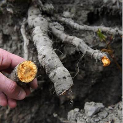 Japanese knotweed orange rhizome