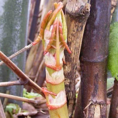 Japanese knotweed early shoots in March and April looking like an asparagus