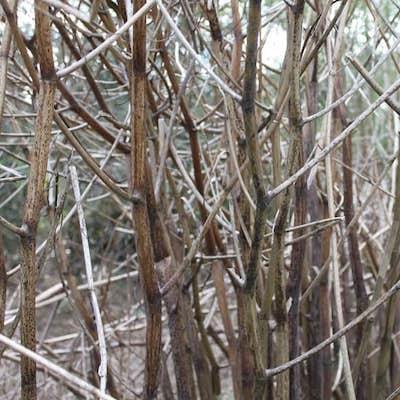 Knotweed dies back in winter, leaving dark brown brittle, hollow canes behind that are easy to crush