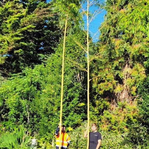 Tall Bamboo plant with 2 Environet workers