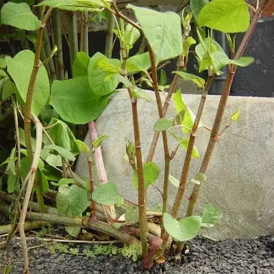 Japanese knotweed standing tall