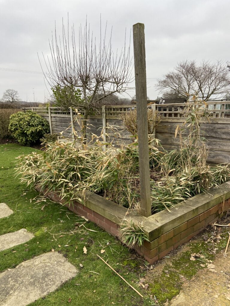 Bamboo encroachment growing through raised bed