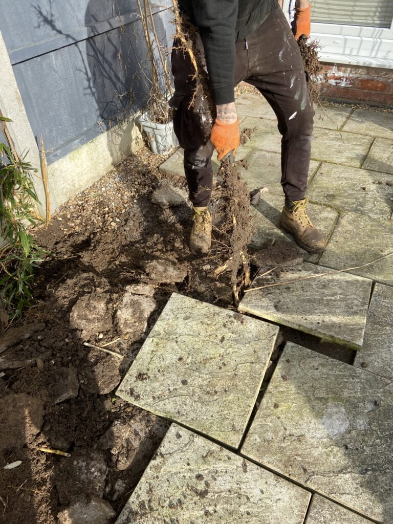 Bamboo rhizome being pulled up from beneath a patio